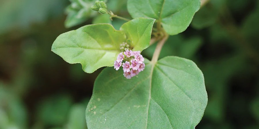 Punarnava (Boerhavia diffusa): therapeutic applications in musculoskeletal care